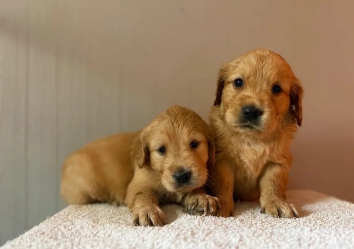originalIm(7) Fox Red, KC, Extensively Health Tested Pups
