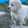 Kc golden retriever pups health tested parents