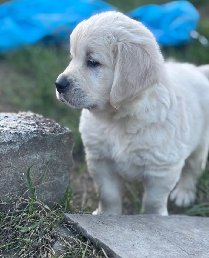 Kc golden retriever pups health tested parents