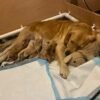 Beautiful golden retriever puppies