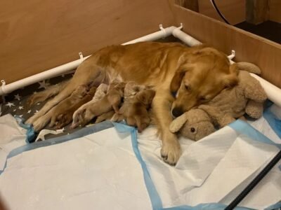 Beautiful golden retriever puppies