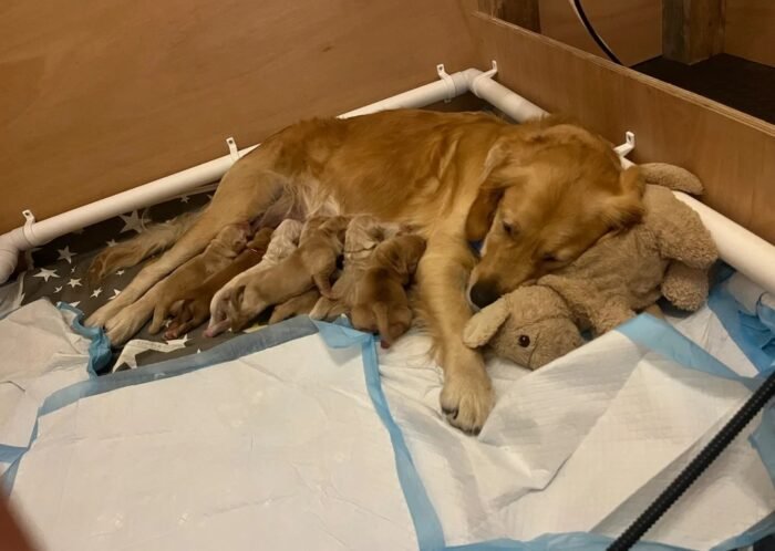 Beautiful golden retriever puppies