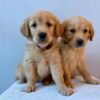 originalIma1) Fox Red, KC, Extensively Health Tested Pups