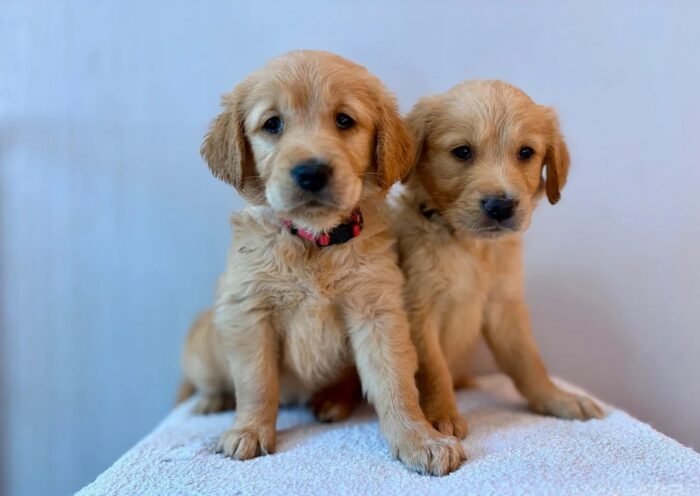 originalIma1) Fox Red, KC, Extensively Health Tested Pups