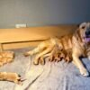 originalIma11) Fox Red, KC, Extensively Health Tested Pups