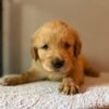 originalIma3) Fox Red, KC, Extensively Health Tested Pups