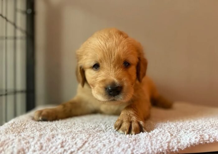 originalIma3) Fox Red, KC, Extensively Health Tested Pups