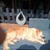 Stunning Golden Retriever Puppies