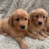 originalIma(7) Golden Retriever Puppies