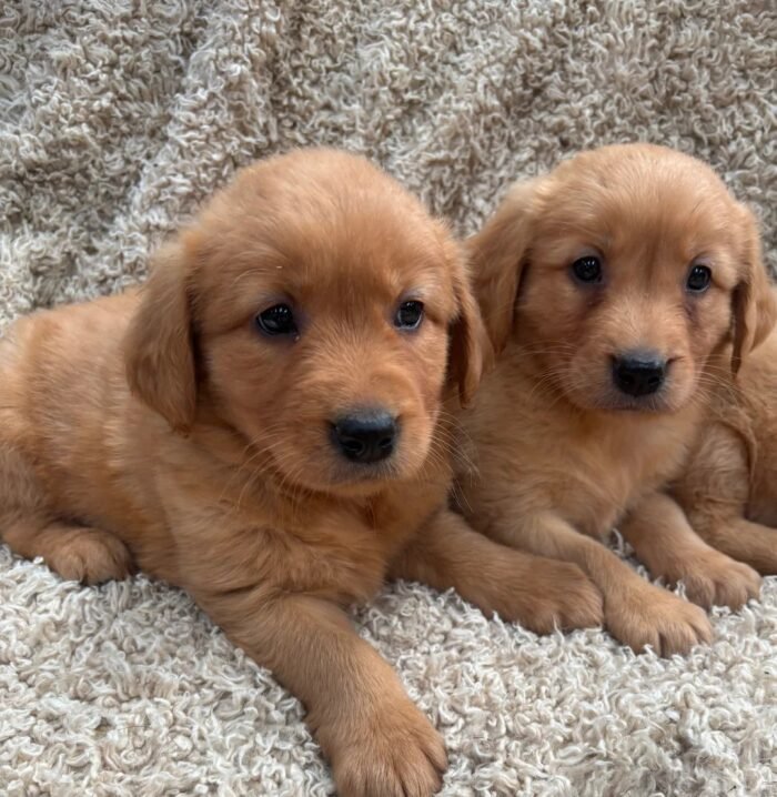 originalIma(7) Golden Retriever Puppies