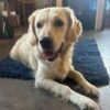 Kc golden retriever pups health tested parents