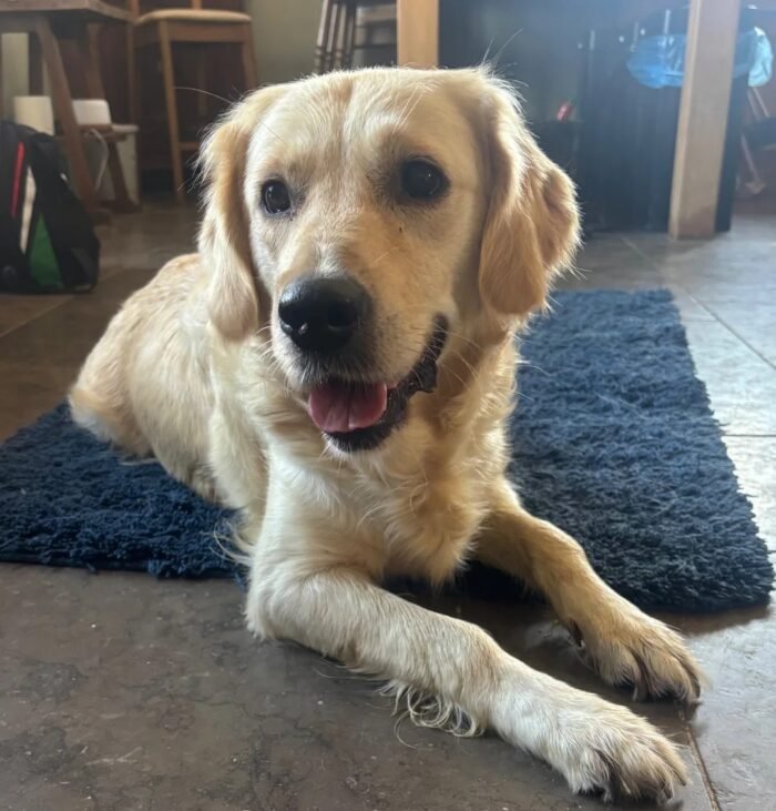 Kc golden retriever pups health tested parents