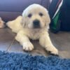 Kc golden retriever pups health tested parents