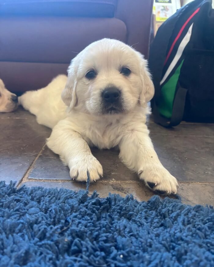 Kc golden retriever pups health tested parents