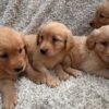 originalImae 10) Golden Retriever Puppies