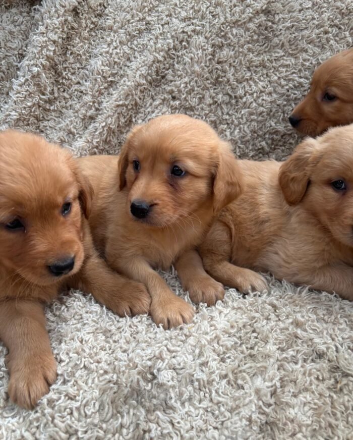 originalImae 10) Golden Retriever Puppies