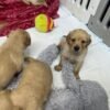 Golden retriever gorgeous dark puppies