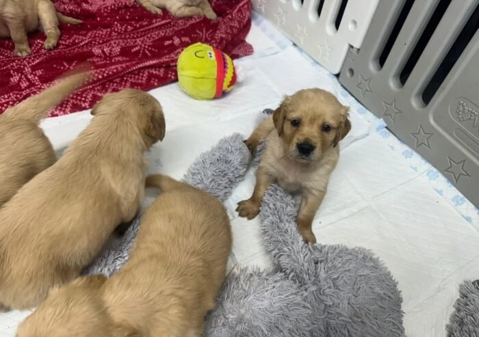 Golden retriever gorgeous dark puppies