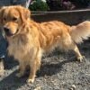 originalImag ) Golden Retriever Puppies