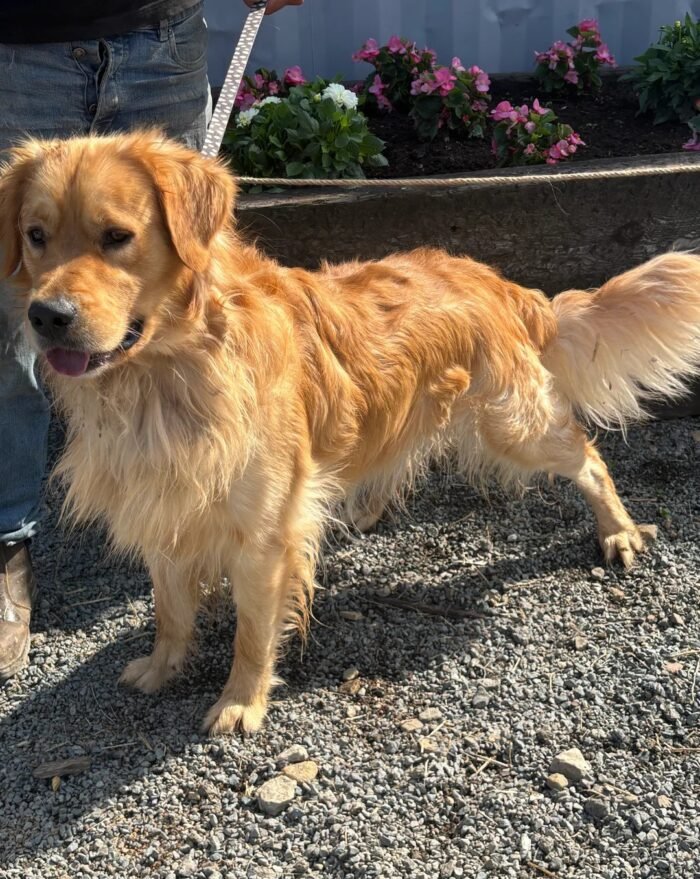 originalImag ) Golden Retriever Puppies
