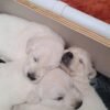 Stunning Golden Retriever Puppies