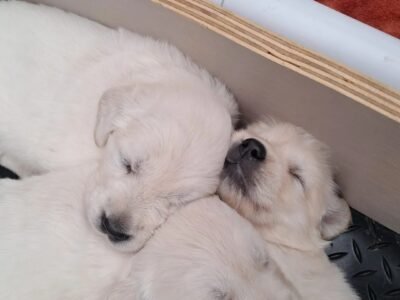 Stunning Golden Retriever Puppies