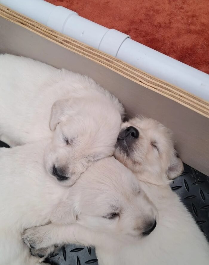 Stunning Golden Retriever Puppies
