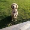 Beautiful golden retriever puppies