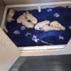 originalImag (6) Golden Retriever Puppies – 6 Boys & 1 Girl