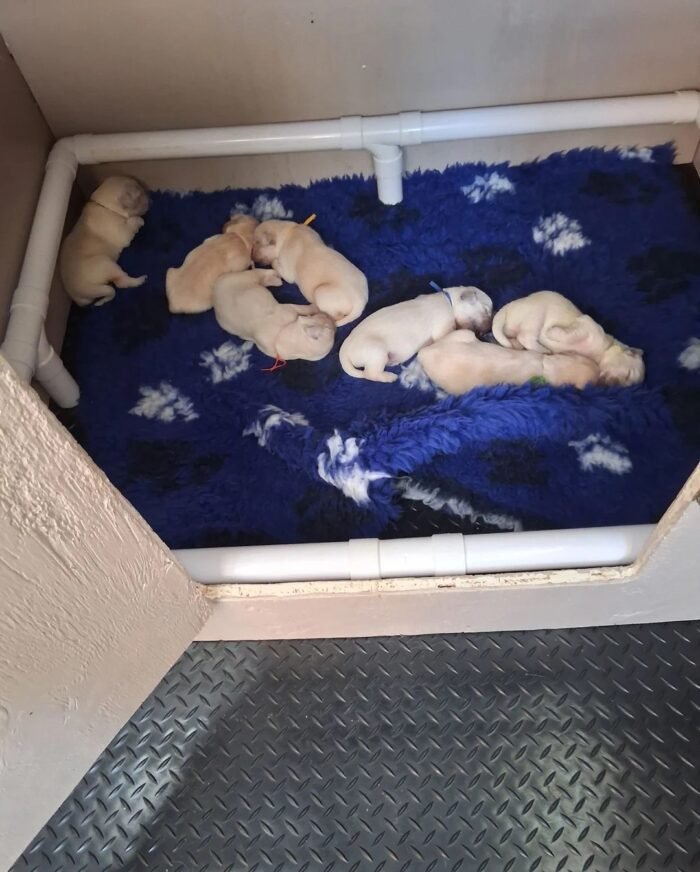 originalImag (6) Golden Retriever Puppies – 6 Boys & 1 Girl