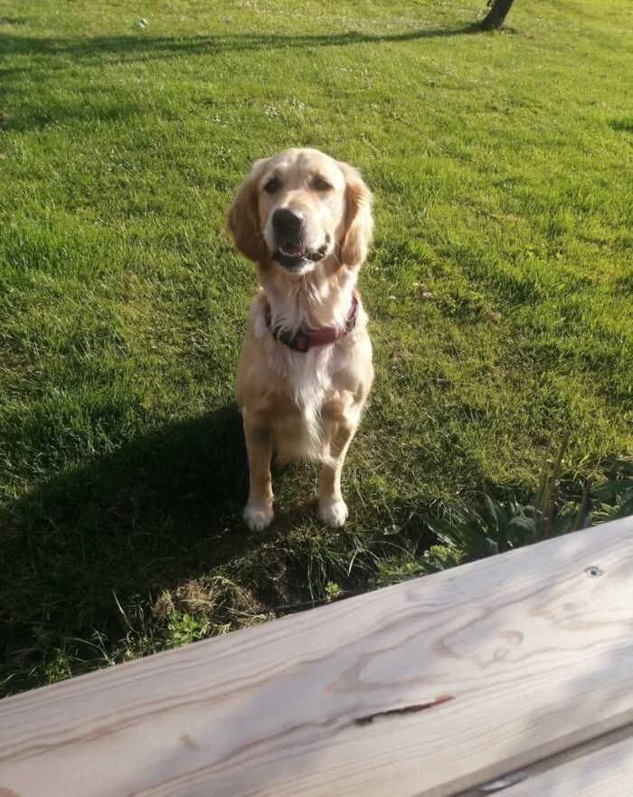 Beautiful golden retriever puppies