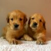 originalImag(5) Fox Red, KC, Extensively Health Tested Pups
