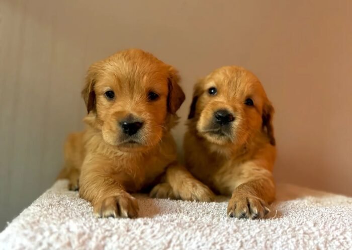 originalImag(5) Fox Red, KC, Extensively Health Tested Pups