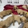 Golden retriever gorgeous dark puppies