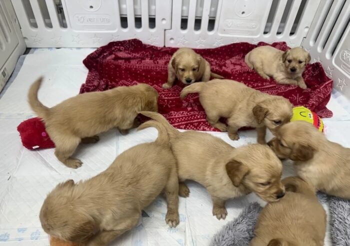 Golden retriever gorgeous dark puppies