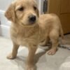 Beautiful KC Golden Retriever Puppies