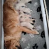 Golden Retriever Puppies – 6 Boys & 1 Girl Golden Retriever Puppies – 6 Boys & 1 Girl