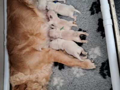 Golden Retriever Puppies – 6 Boys & 1 Girl