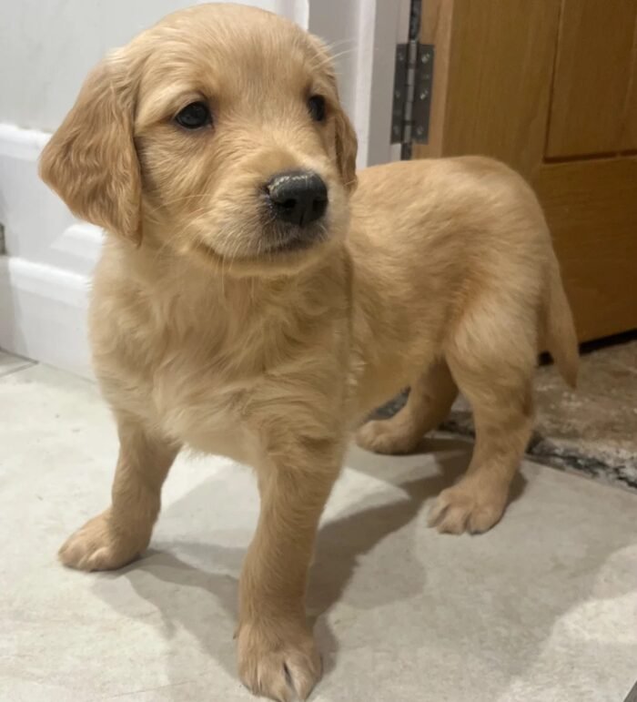 Beautiful KC Golden Retriever Puppies