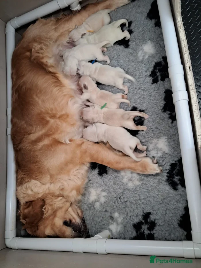 Golden Retriever Puppies – 6 Boys & 1 Girl Golden Retriever Puppies – 6 Boys & 1 Girl