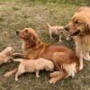 Beautiful KC Golden Retriever Puppies