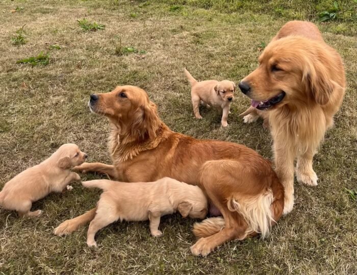 Beautiful KC Golden Retriever Puppies