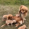 Beautiful KC Golden Retriever Puppies