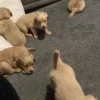 Golden retriever gorgeous dark puppies