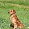 Dark Red KC Registered Working Golden Retrievers