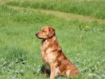 Dark Red KC Registered Working Golden Retrievers