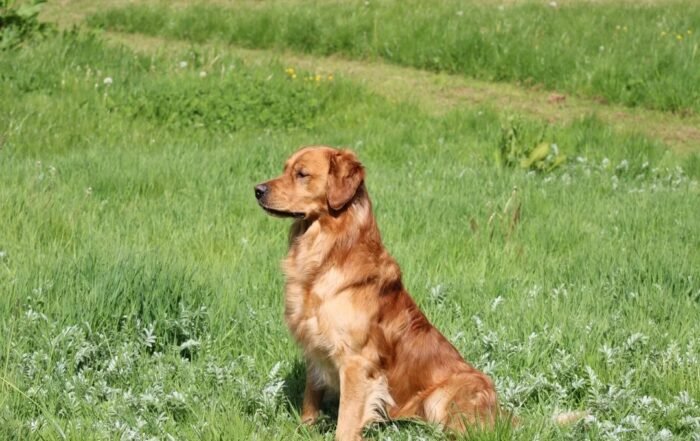 Dark Red KC Registered Working Golden Retrievers