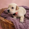KC registered Golden retriever puppies
