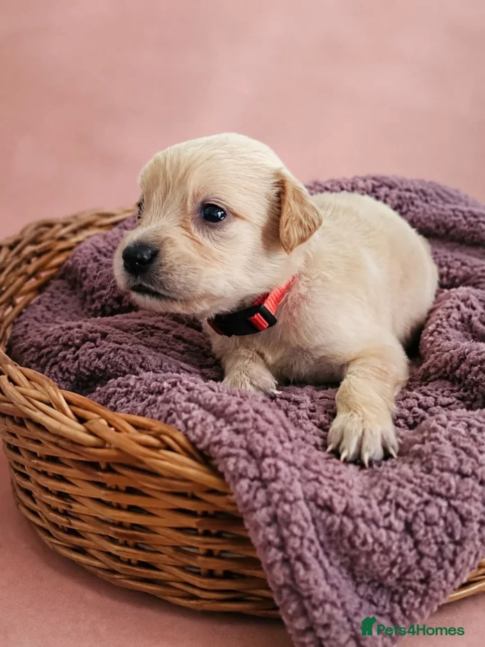 KC registered Golden retriever puppies