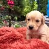 Golden retriever gorgeous dark puppies